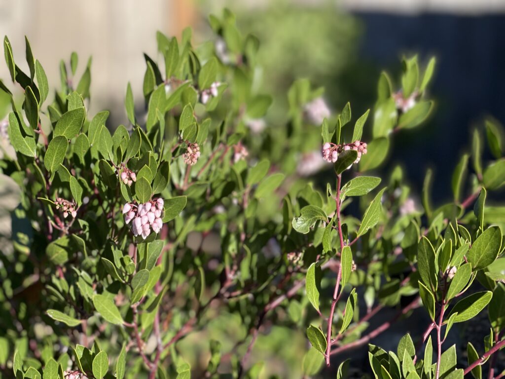 First blooms of the winter from Arctostaphylos densiflora 'Howard Mcminn.'
